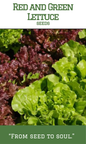 Red and Green Lettuce(Mixed)