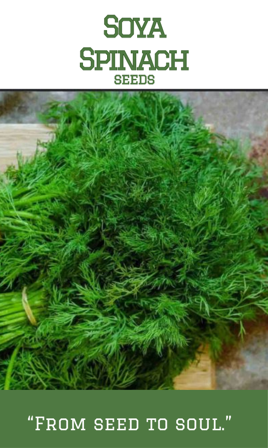 Soya Cheera