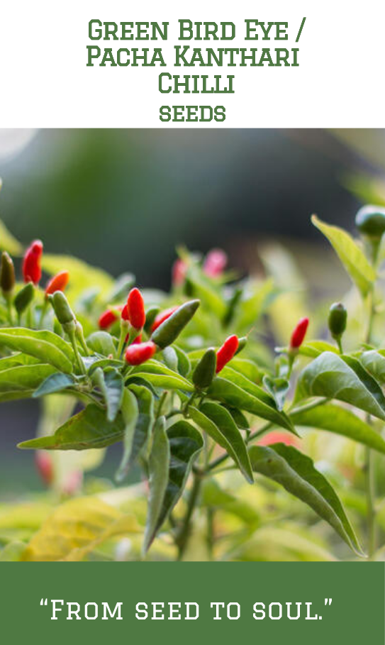 Green Bird Eye Chilli / Pachakanthari Mulaku