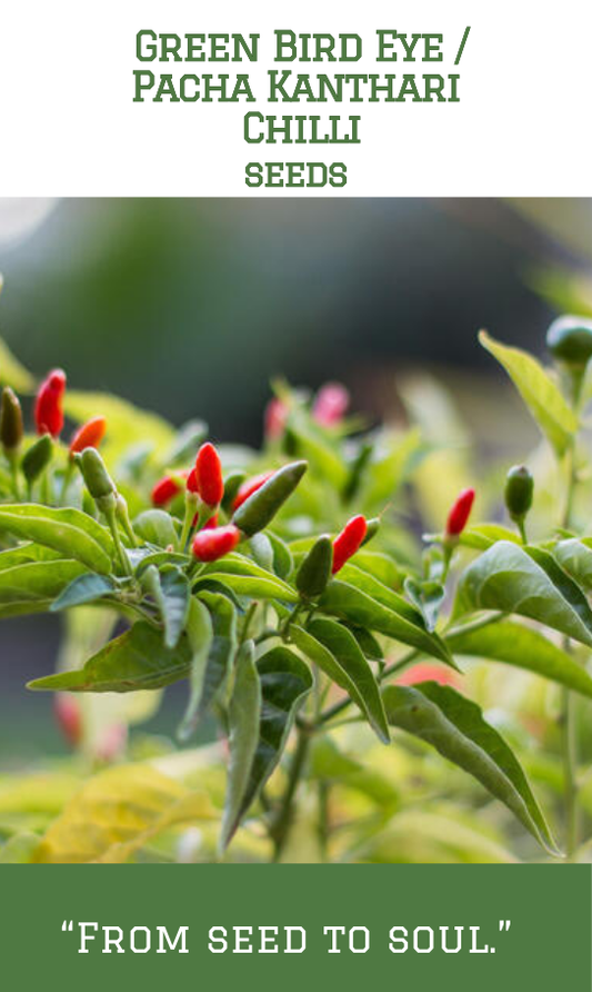 Green Bird Eye Chilli / Pachakanthari Mulaku