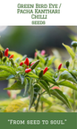 Green Bird Eye Chilli / Pachakanthari Mulaku