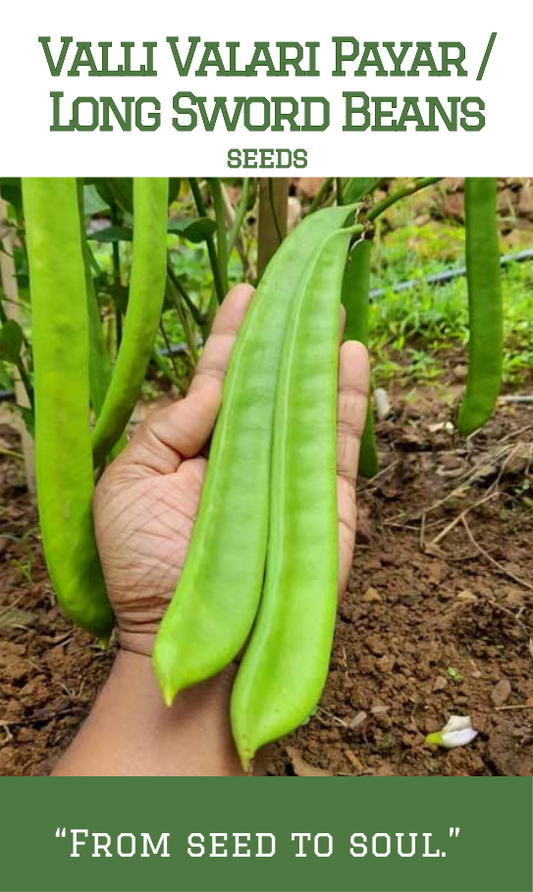 Valli Valari Payar / Long Sword Beans