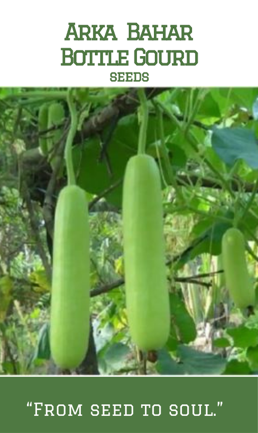 Arka Bahar Bottle Gourd