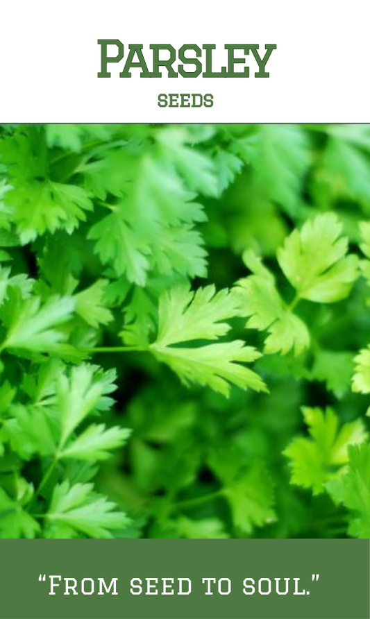 Parsley