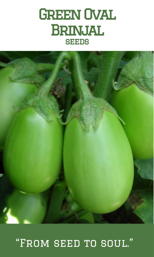 Green Oval Brinjal
