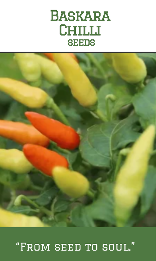 Baskara Chilli