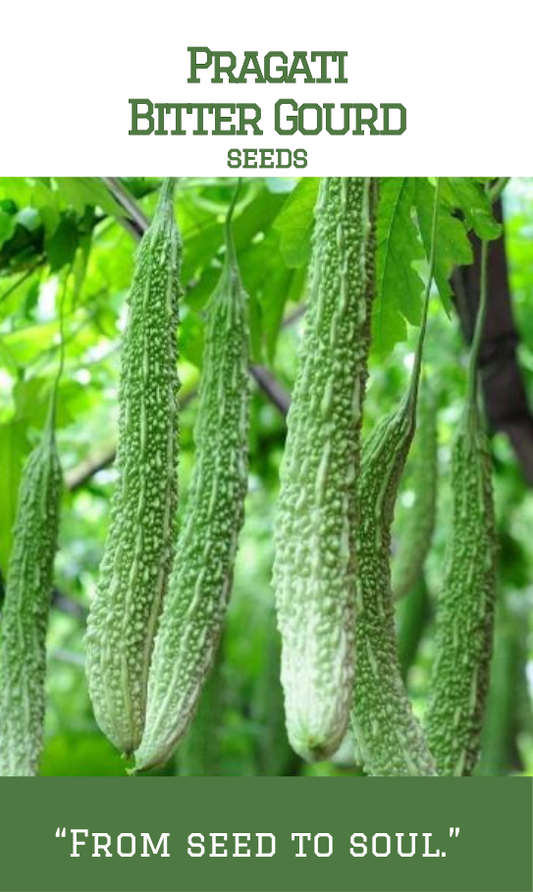 Pragati Bitter Gourd