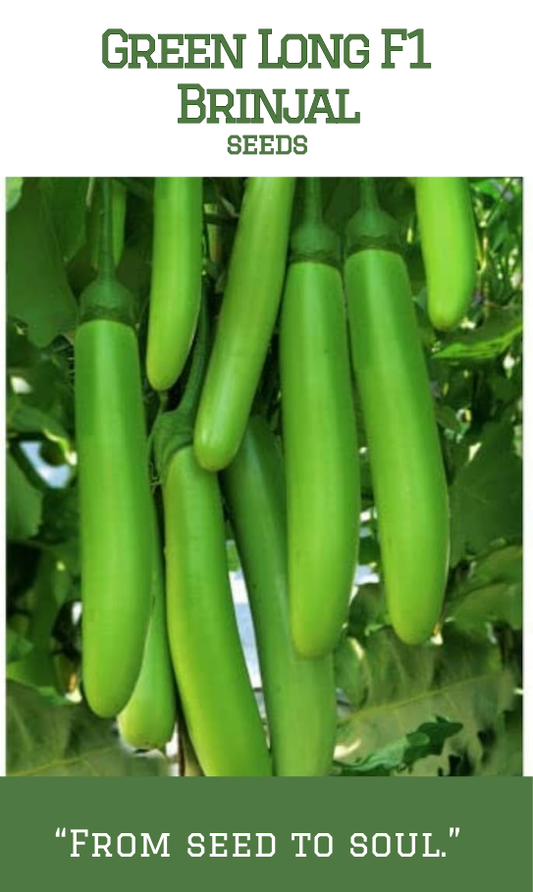 Green Long hybrid Brinjal