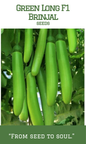 Green Long hybrid Brinjal
