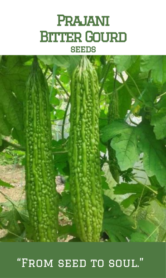 Prajani / Dark green long Bitter Gourd
