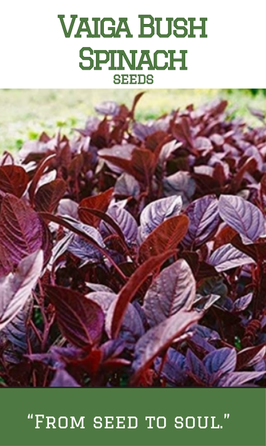 Vaiga Red Bush Spinach