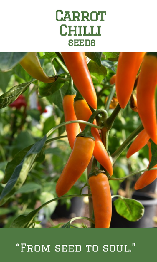 Carrot Chilli / Carrot Mulaku
