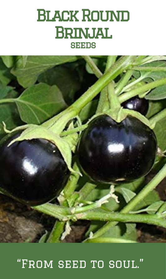 Black Round Brinjal