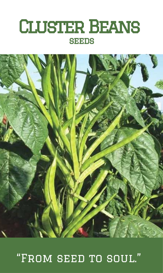 Cluster Beans / Kothamara
