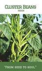 Cluster Beans / Kothamara
