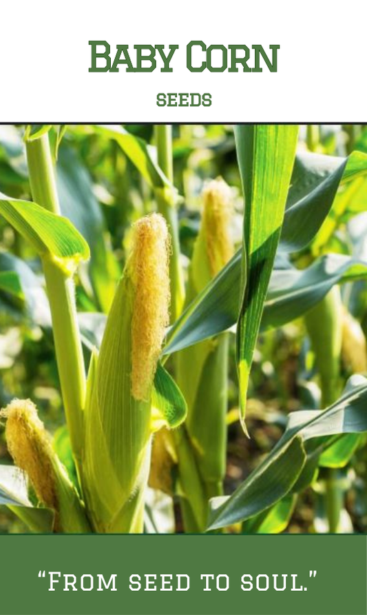 Baby corn