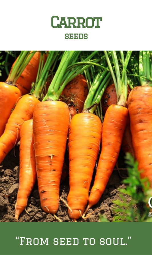 Carrot