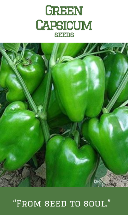 Green Capsicum