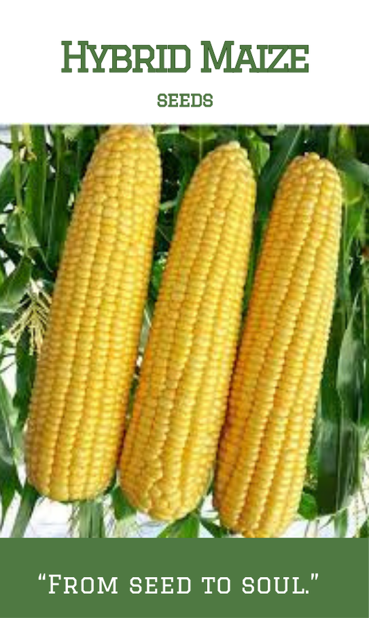 Hybrid Maize