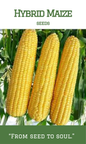Hybrid Maize