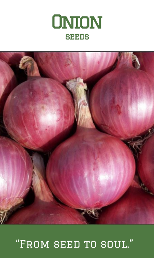 Onion Seeds