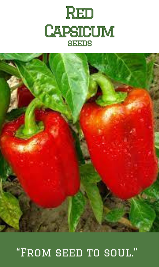 Red capsicum