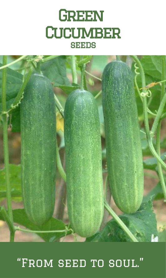 Green Salad  Cucumber