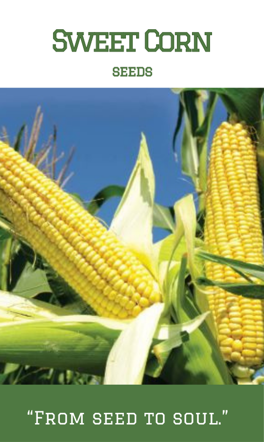 Sweet Corn