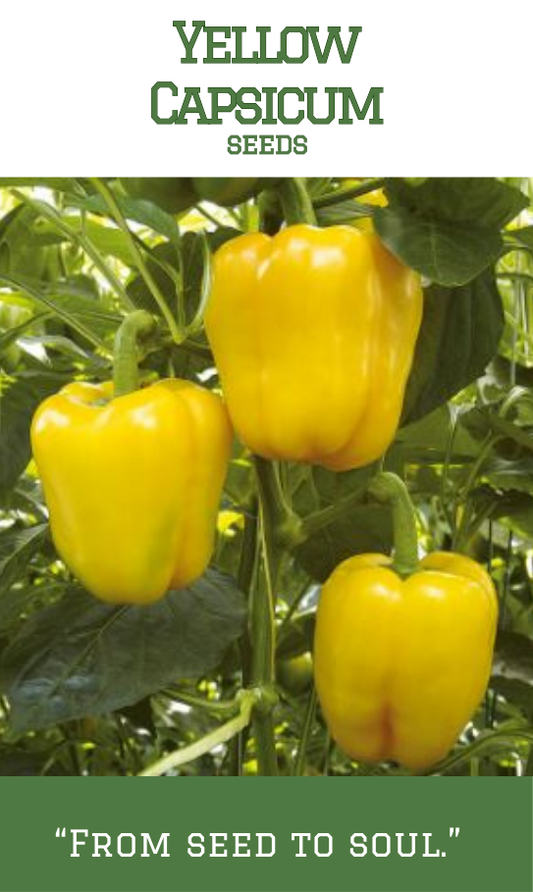Yellow capsicum