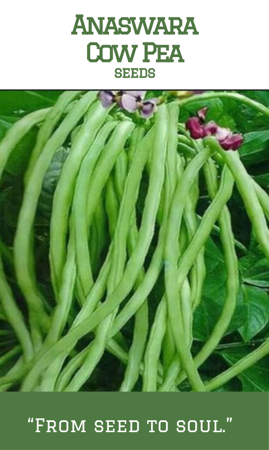 Anaswara Cow Pea