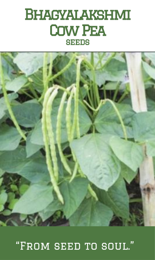 Bhagyalakshmi Cow Pea