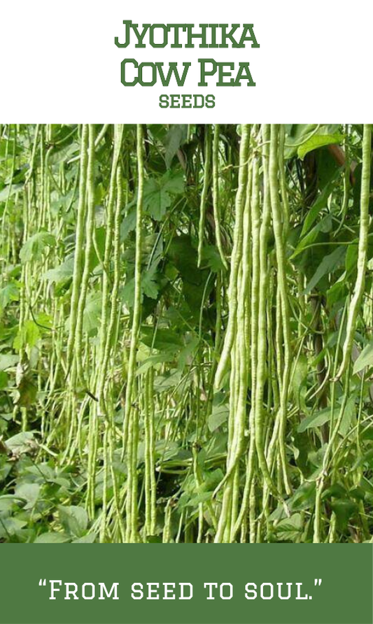 Jyothika Cowpea/Payar
