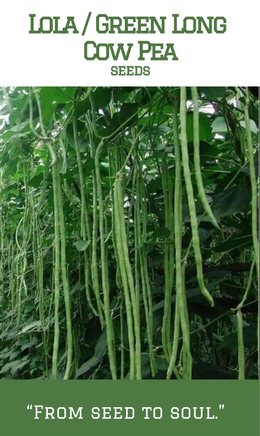 Lola / Green Long Cowpea