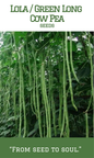 Lola / Green Long Cowpea