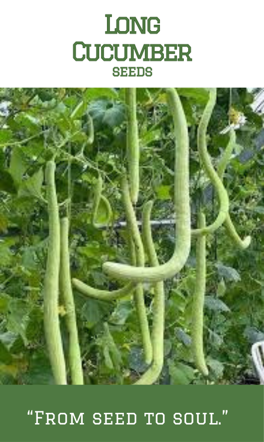 Long Cucumber
