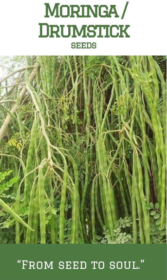 Moringa / Drumstick